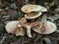 Vöröstejű rizike (Lactarius sanguifluus), Budai-hegység